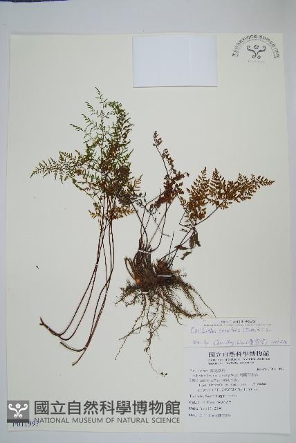 薄葉碎米蕨藏品圖，第1張