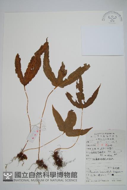 金雞腳藏品圖，第1張