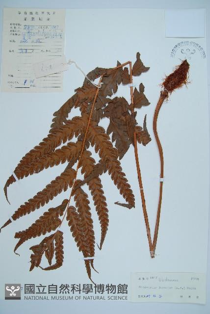 日本狗脊蕨藏品圖，第1張