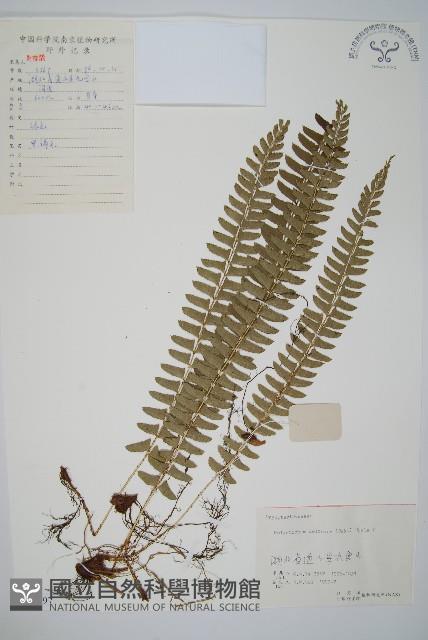 對生耳蕨藏品圖，第1張