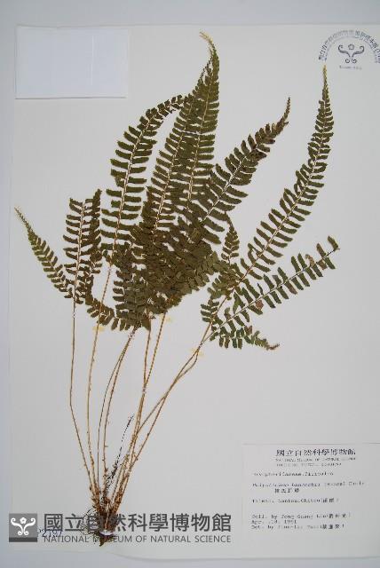 韓氏耳蕨藏品圖，第1張