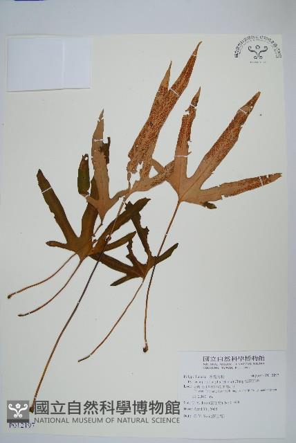 Accession Number:P012197 Collection Image, Figure 1, Total 2 Figures