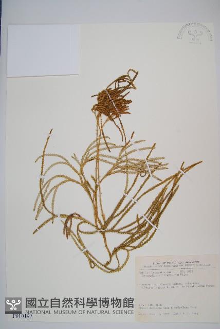 Taiwan running-pine Collection Image, Figure 1, Total 2 Figures