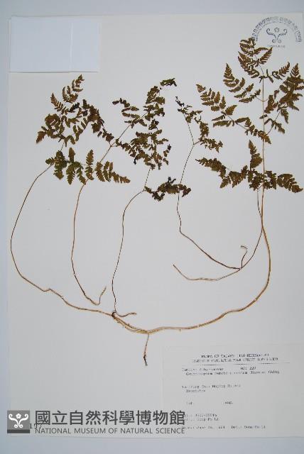 細裂羽節蕨藏品圖，第1張