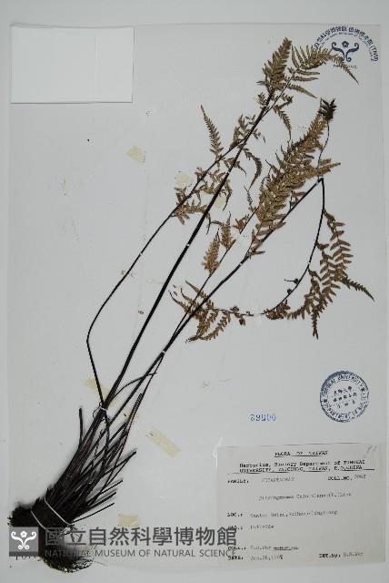 粉葉蕨藏品圖，第1張