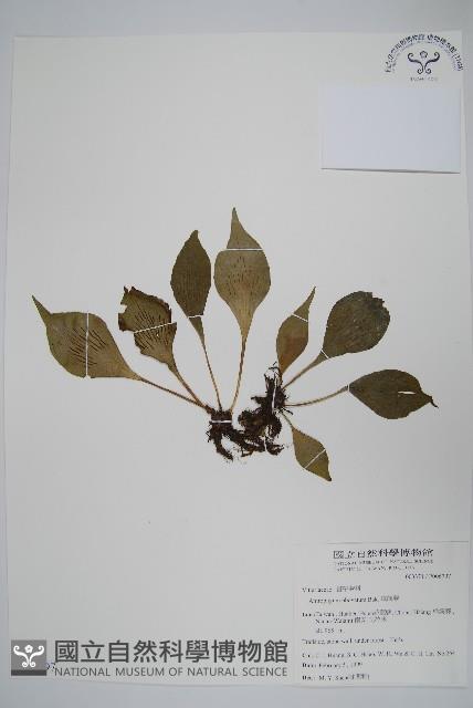 車前蕨藏品圖，第1張