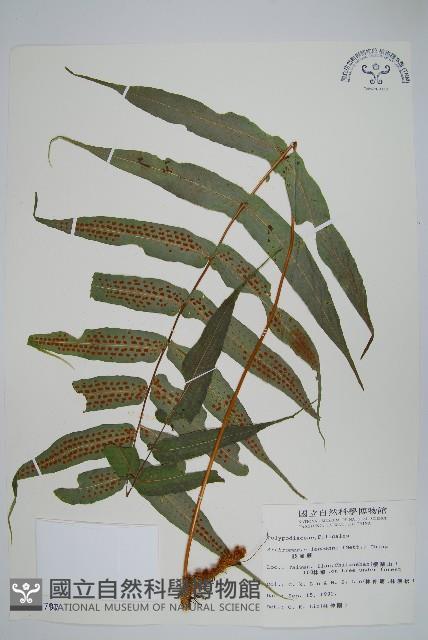 肢節蕨藏品圖，第1張