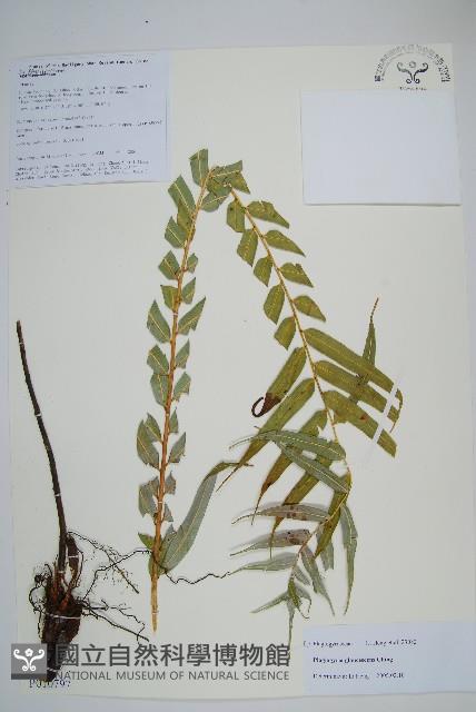 登錄號:P010797藏品圖，第1張