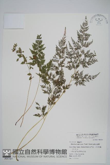 日本金粉蕨藏品圖，第1張