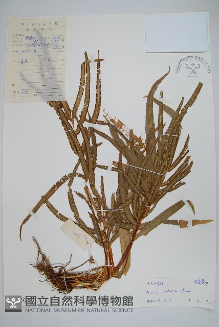 鳳尾蕨藏品圖，第1張