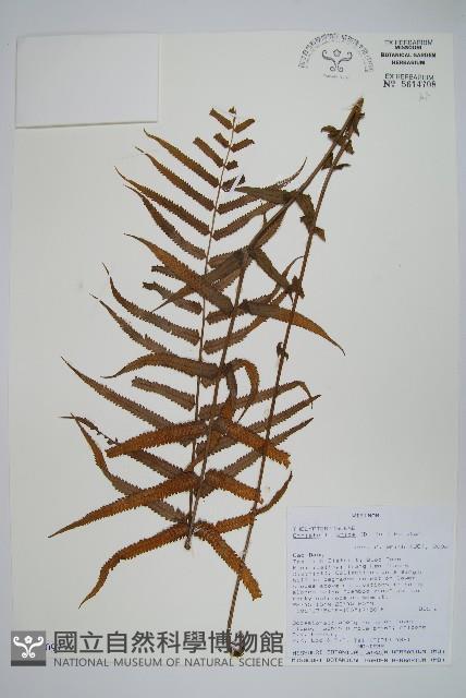 Accession Number:P009097 Collection Image, Figure 1, Total 2 Figures