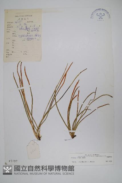 登錄號:P003797藏品圖，第1張