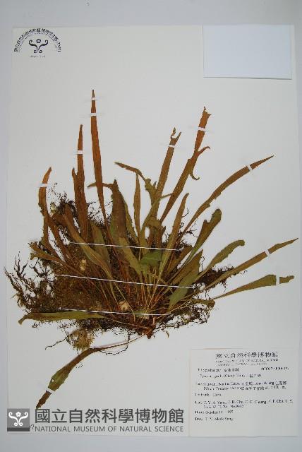 中國石葦藏品圖，第1張