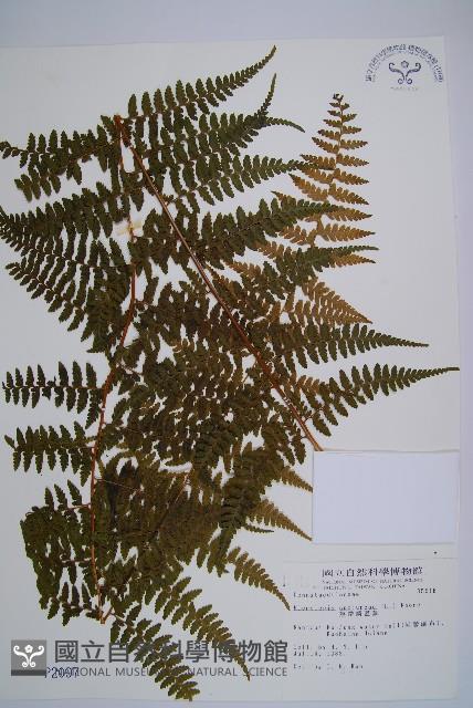 熱帶鱗蓋蕨藏品圖，第1張