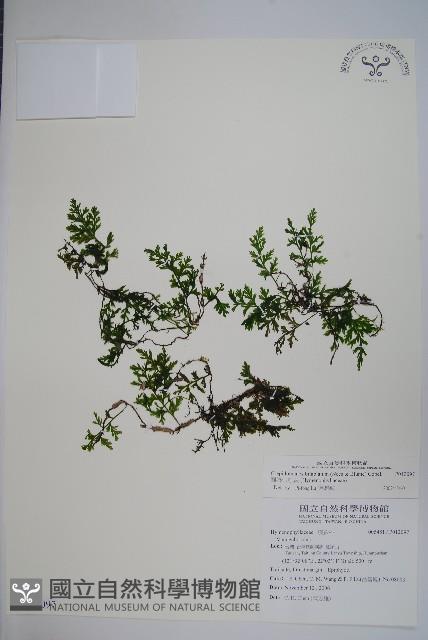 圓唇假脈蕨藏品圖，第1張