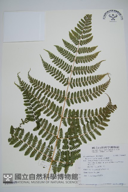 柄囊蕨藏品圖，第1張