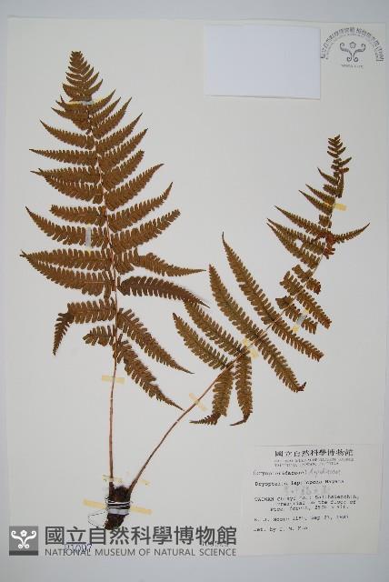 厚葉鱗毛蕨藏品圖，第1張