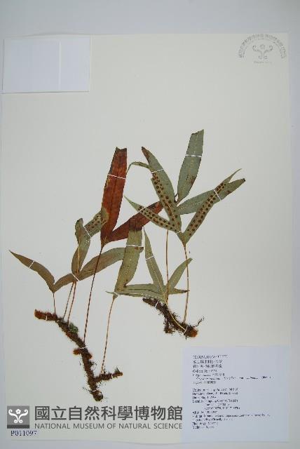 掌葉茀蕨藏品圖，第1張