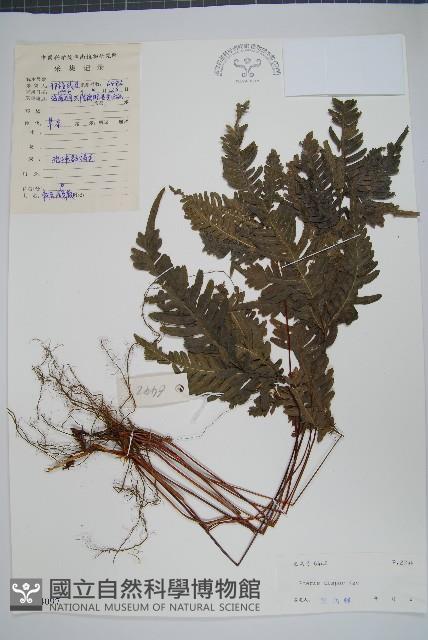 天草鳳尾蕨藏品圖，第1張