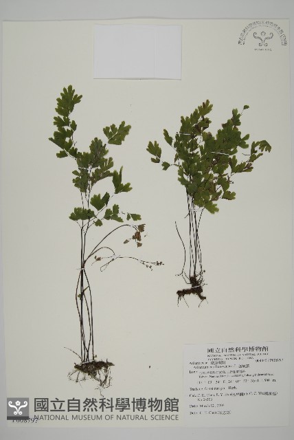 鐵線蕨藏品圖，第1張