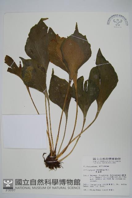 車前蕨藏品圖，第1張