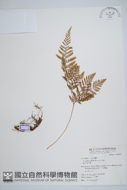 海州骨碎補藏品圖，第1張