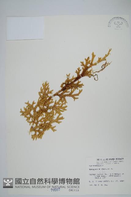 石松藏品圖，第1張