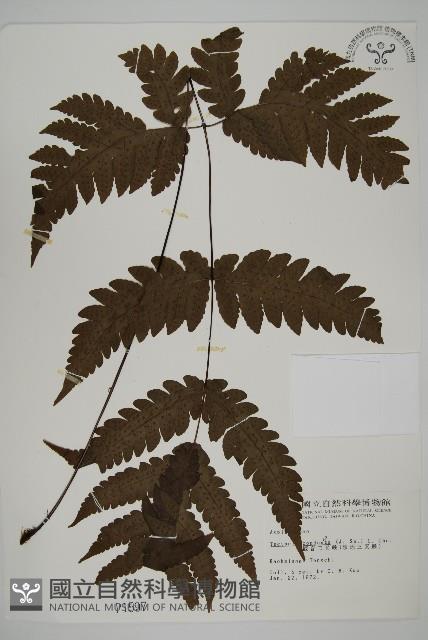 陰地三叉蕨藏品圖，第1張