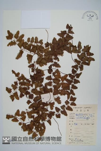 小葉海金沙藏品圖，第1張