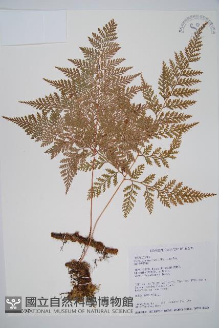 海州骨碎補藏品圖，第1張