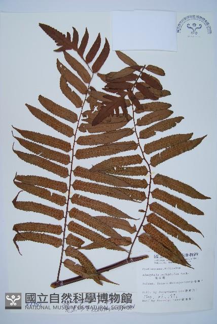 黑桫蕨藏品圖，第1張