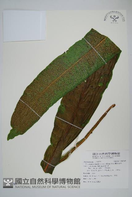 膜葉星蕨藏品圖，第1張