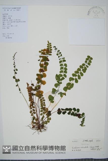 圓葉陵齒蕨藏品圖，第1張