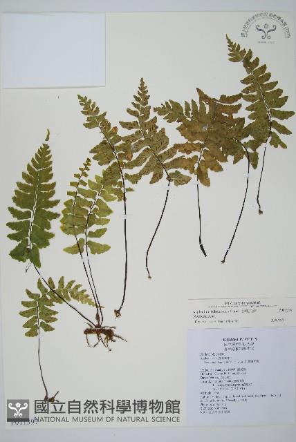 小鐵角蕨藏品圖，第1張