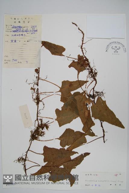 戟葉星蕨藏品圖，第1張