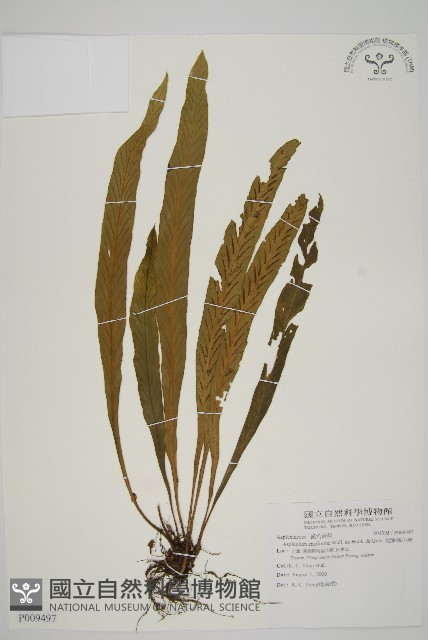 劍葉鐵角蕨、箭葉鐵角蕨藏品圖，第1張