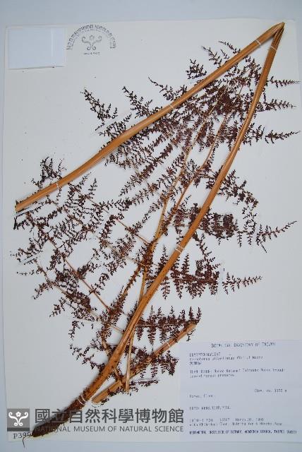 鳳尾蕨藏品圖，第1張