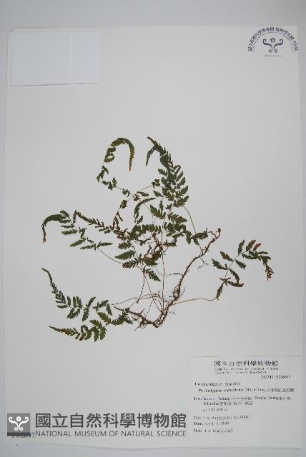 小梯葉副金星蕨藏品圖，第1張