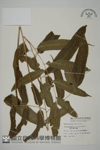 華鳳丫蕨藏品圖，第1張