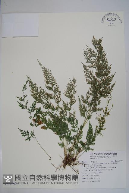 Accession Number:P012697 Collection Image, Figure 1, Total 2 Figures