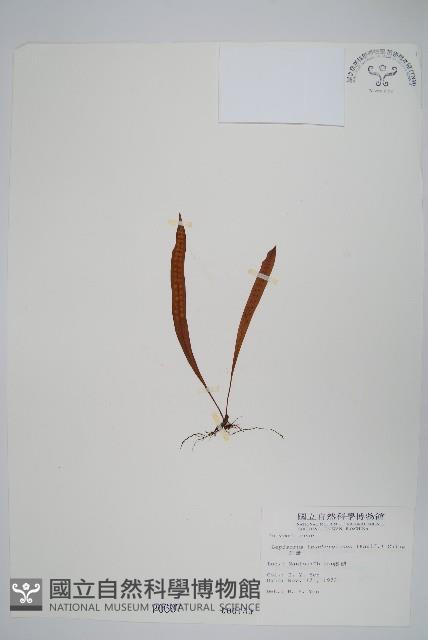 瓦葦藏品圖，第1張