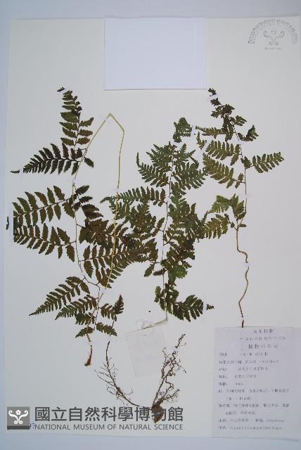 日本蹄蓋蕨藏品圖，第1張