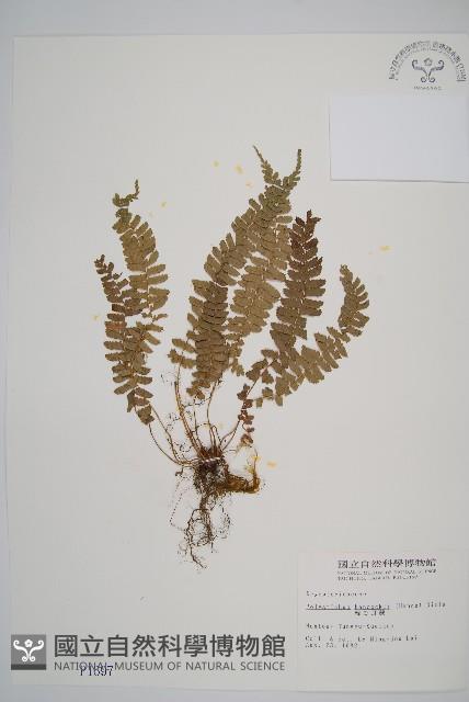 韓氏耳蕨藏品圖，第1張