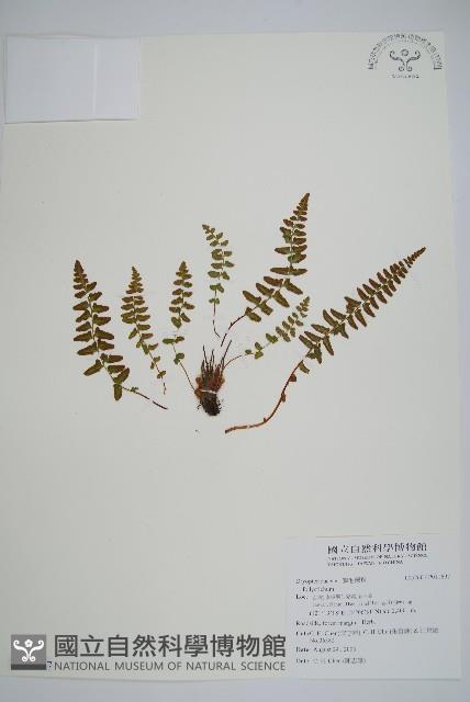 岩蕨藏品圖，第1張