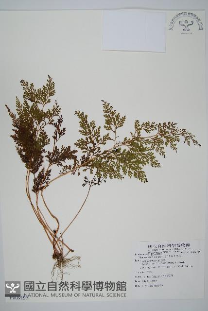 烏蕨藏品圖，第1張