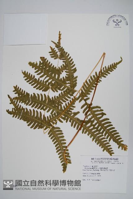 三角脈鳳尾蕨藏品圖，第1張