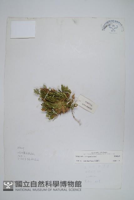 登錄號:P003697藏品圖，第1張