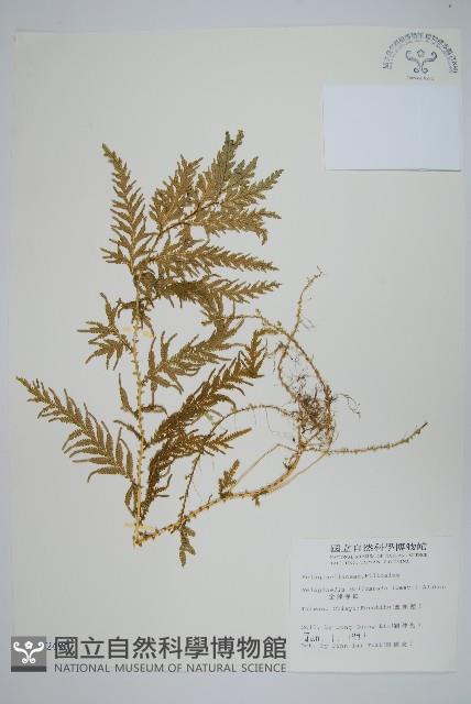 全緣卷柏藏品圖，第1張