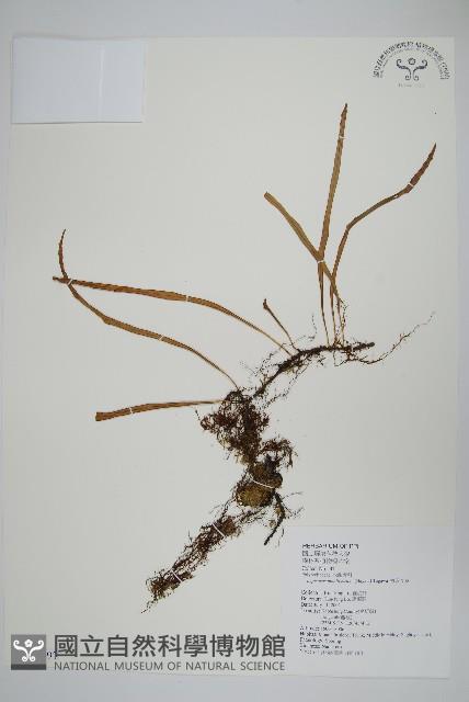 擬芨瓦葦藏品圖，第1張