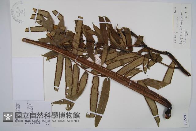 福建蓮座蕨藏品圖，第1張